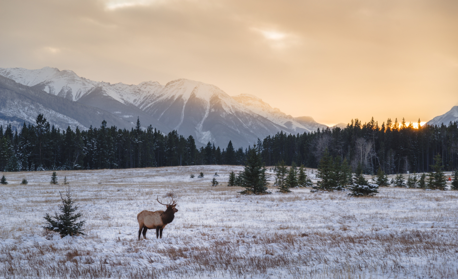 Les parcs nationaux du Canada : un patrimoine naturel à préserver