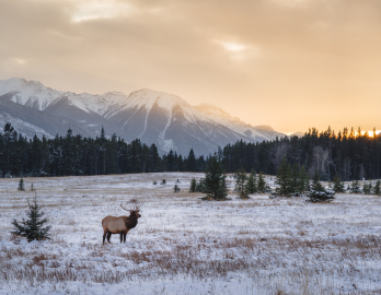 Les parcs nationaux du Canada : un patrimoine naturel à préserver
